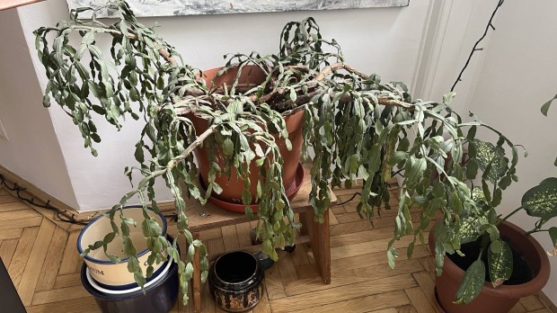 Karcsonyi kaktusz 