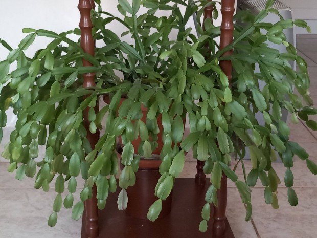 Kar�csonyi kaktusz elad�!