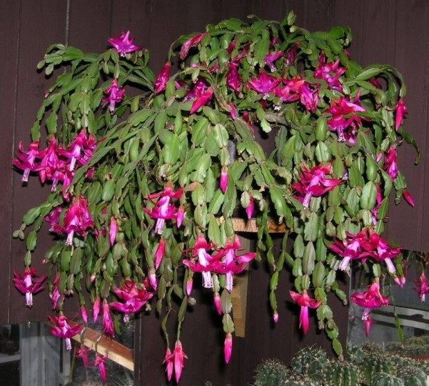 Karcsonyi kaktusz rgi fajta pink virg