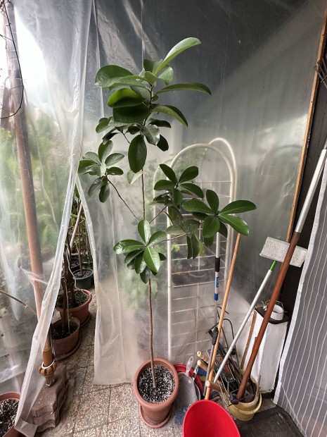 Karaka (�j-z�landi bab�r) - Corynocarpus laevigatus 177 cm