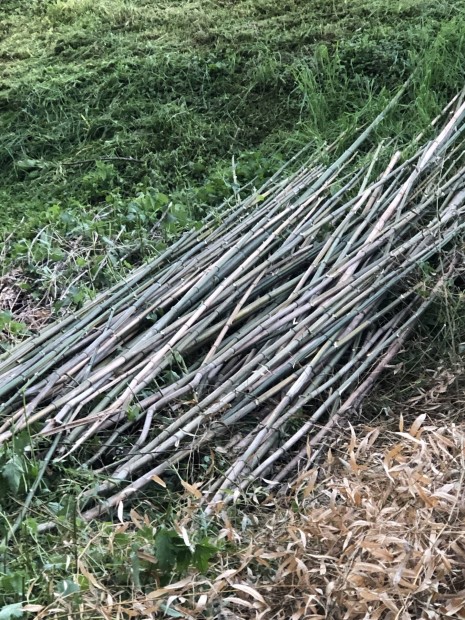 Kar bambusz