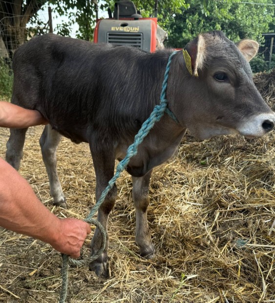 Kárpáti Borzderes üsző borjú törzstenyészetből