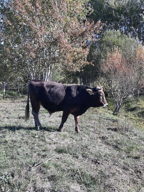 Krpti borzderes bika