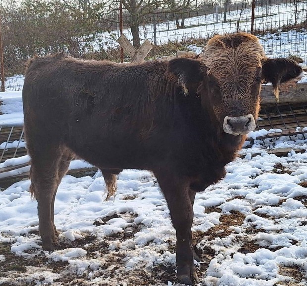 Krpti borzderes bika borj