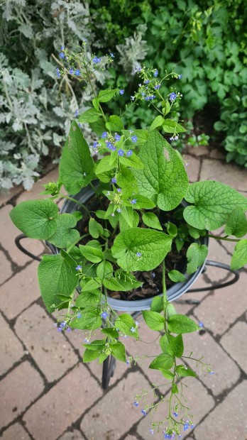 Kaukázusi nefelejcs - Brunnera macrophylla (évelő)