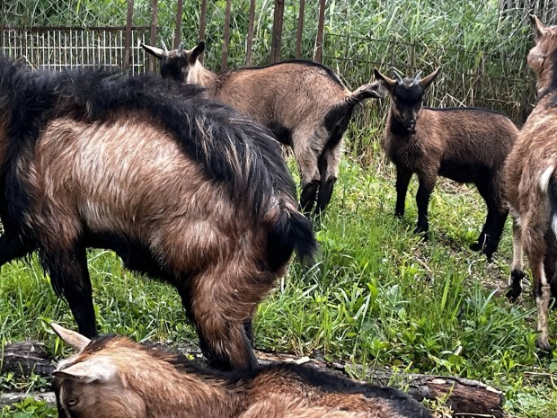 Kecske, racka