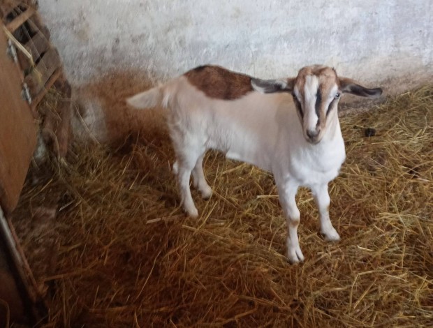 Kecske bak, fiatal, eladó