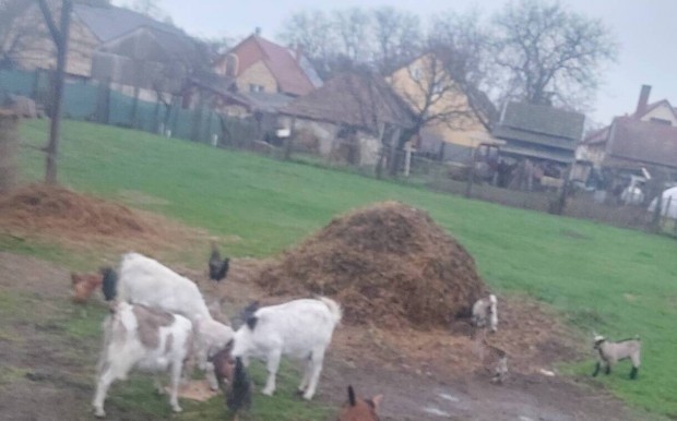 Kecske csald kltzne 