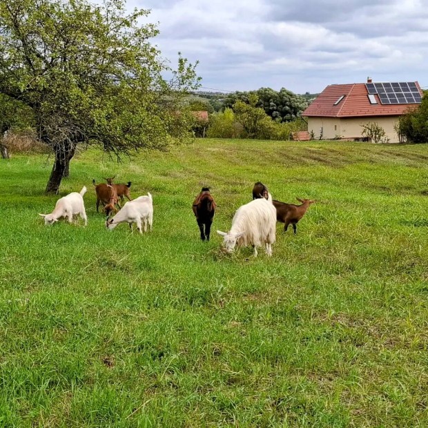 Kecske falka br alpesi nbiai parlagi