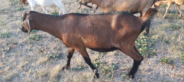 Kecskk bartnak, tovbbtartsra vagy pp ebdre