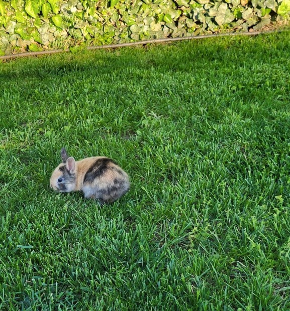 Kedves barátságos aranyos törpenyuszi-nyúl