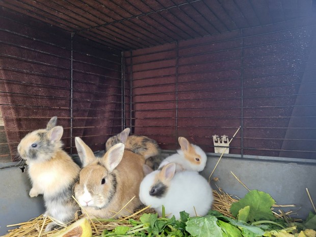 Kedves barátságos aranyos törpenyuszi-nyúl