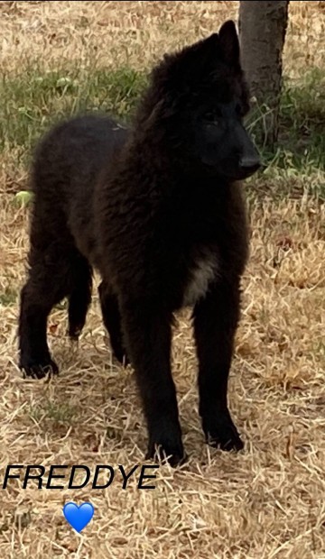 Kedvezményesen Törzskönyves Belga juhász Groenendael kiskutya eladó!