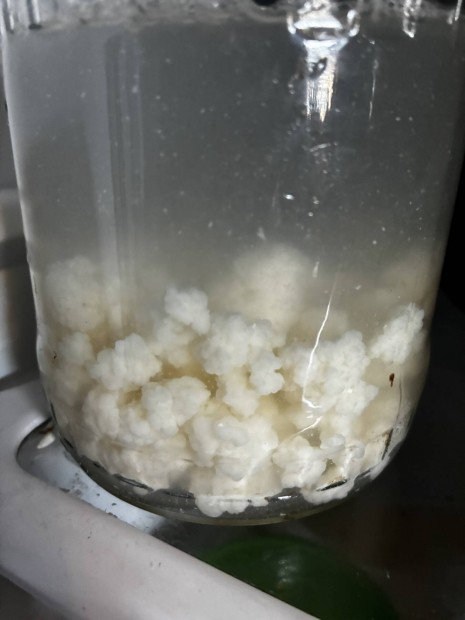 Kefirgomba elad�!  Ak�r post�zva is .