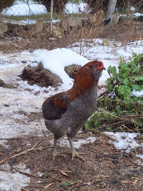 Kk Araucana kakas