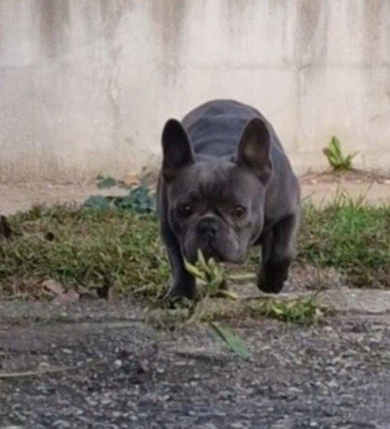 Kk Francia bulldog szuka trzsknyves