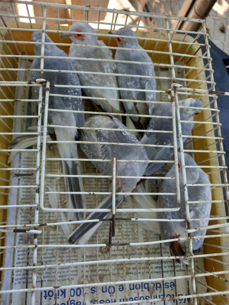 Kk,  izabella gymnt galambok 