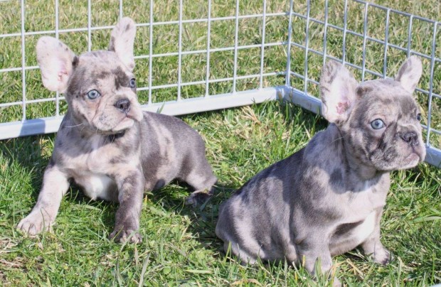 K�k, k�k merle �s fekete merle sz�n� francia bulldog kiskuty�k