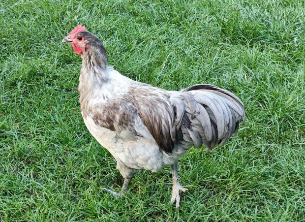 Kk (szrke) australorp kakas