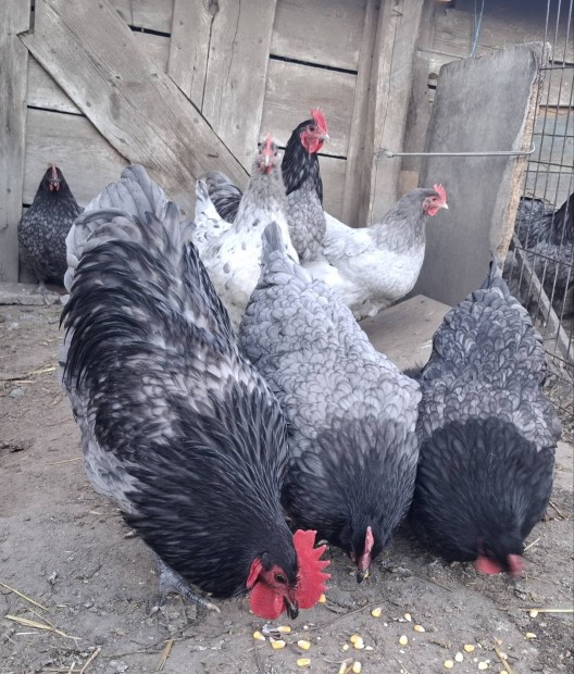 Kk australorp tojs