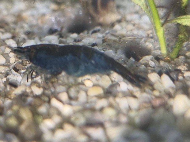 Kk blue jelly garnla