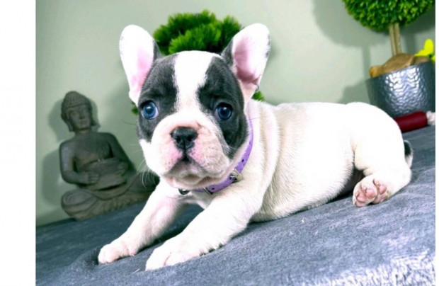 Kék foltos francia bulldog kislány