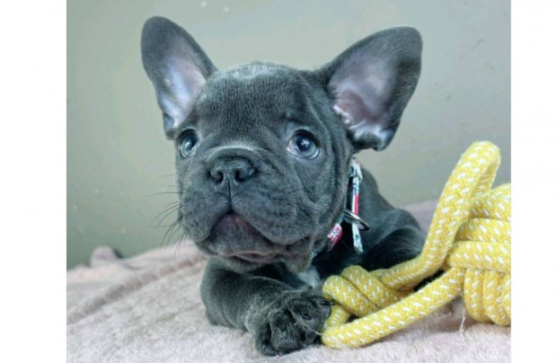 Kék francia bulldog fiú