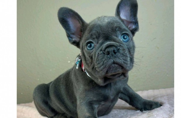 Kék francia bulldog fiú kutyus