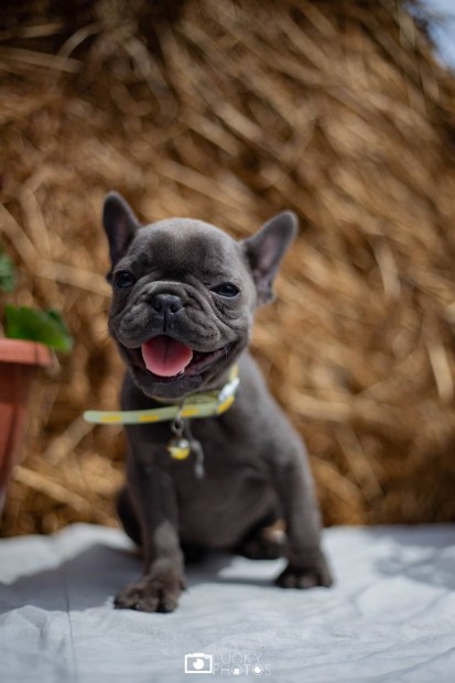 Kk francia bulldog jelleg klyk kutyus ingyen elvihet