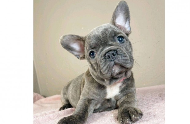 Kék francia bulldog lány