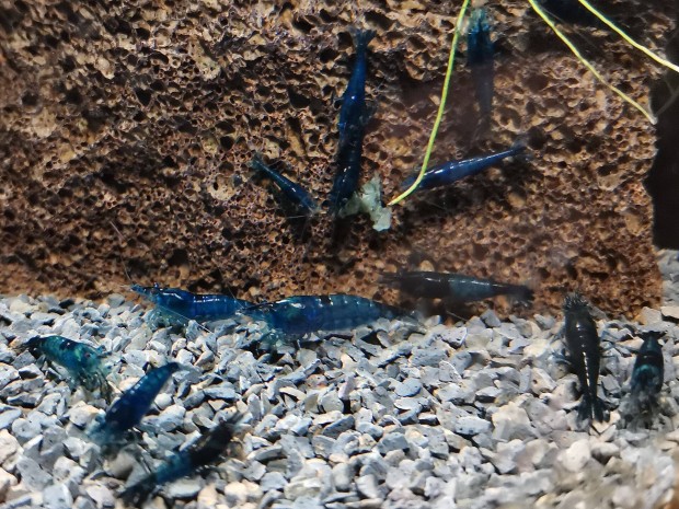 Kk garnla / Neocaridina Heteropoda