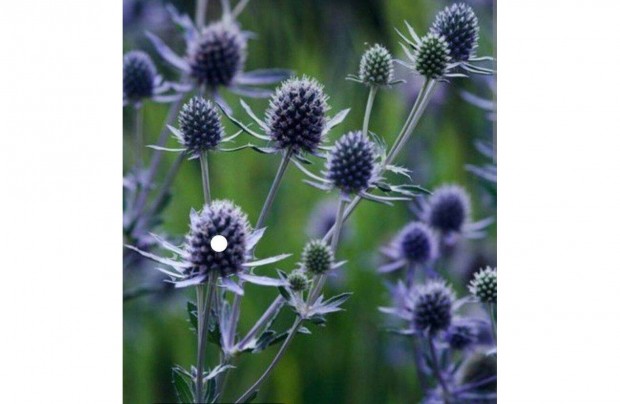 Kk iring Eryngium planum Blue Cap