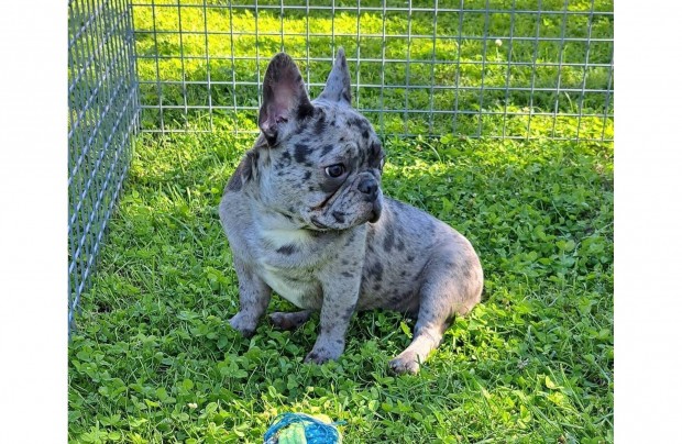 Kk merle francia bulldog kan