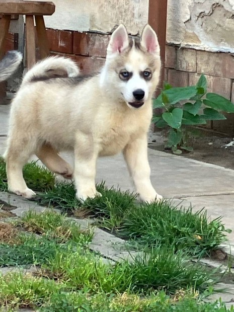 Kék szemű Szibériai husky (fajta jellegű) kan