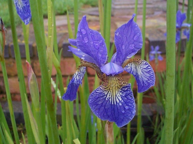 Kk szibriai nszirom Iris sibirica vel