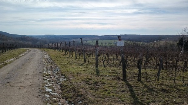 K�kfrankos sz�l� elad�. Eger, S�khegy-d�l�