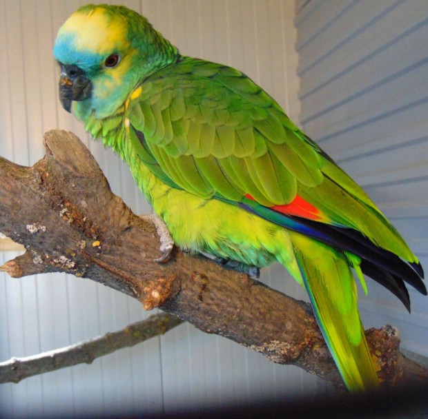 Kékhomlokú amazon papagáj tojó eladó