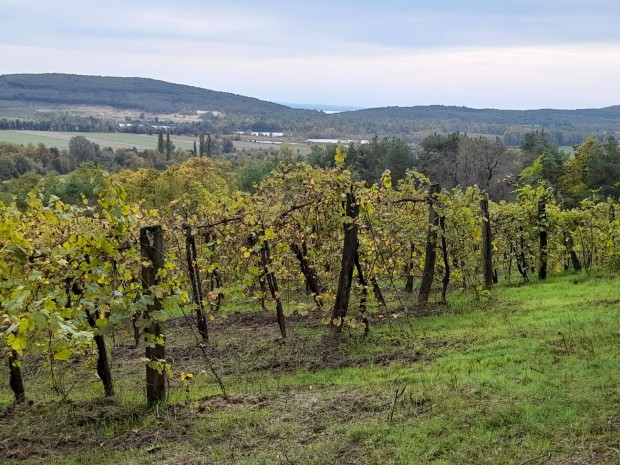 K�kk�t Sz�l�hegy