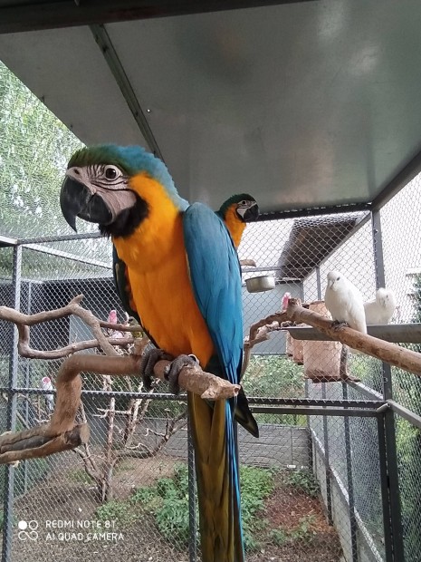 Kéksárga ara papagáj 