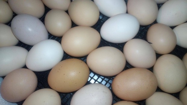 Keltetésre alkalmas házi tyúk tojás eladó