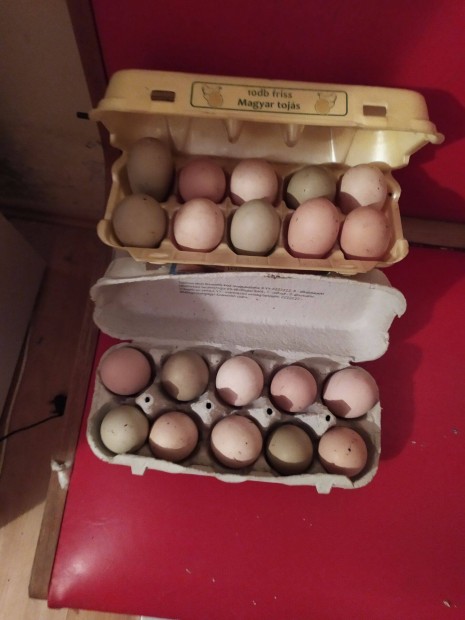 Keltetsre fogyasztsra alkalmas tojsok eladk Btaszken