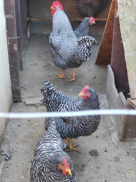 Keltetni valo toj�s. 