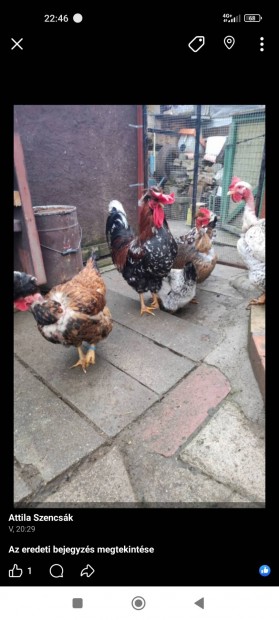 Keltetni valo toj�s. 