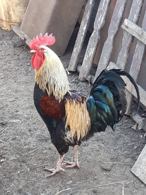 Keltet tojs