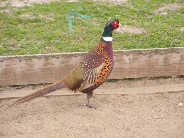 Keltet�i munkat�rs �s mez�gazdas�gi seg�dmunk�s �llattart� telepre