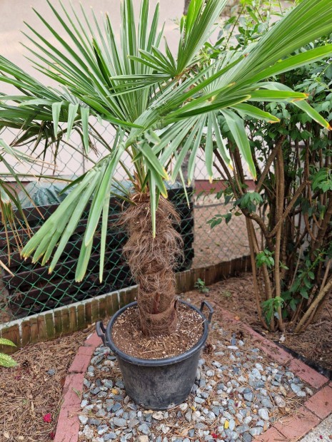 Kenderplma (Trachycarpus)