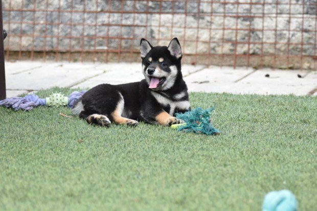 Kennelünkből Törzskönyves Shiba Inu kiskutyák gazdijaikat keresik