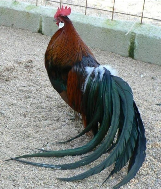 Keresek Fonix kakas