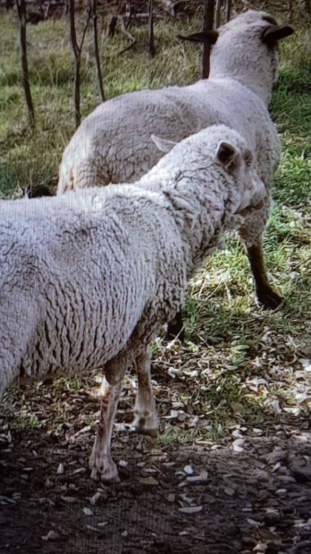 Keresek: 4db birka,s sertsek cserlhetk pnikra,kislra