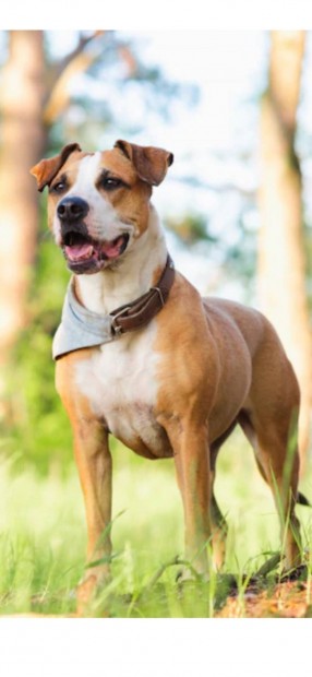 Keresek: Amstaff amerikai staffordshire terrier klyk lny kutyt keresek
